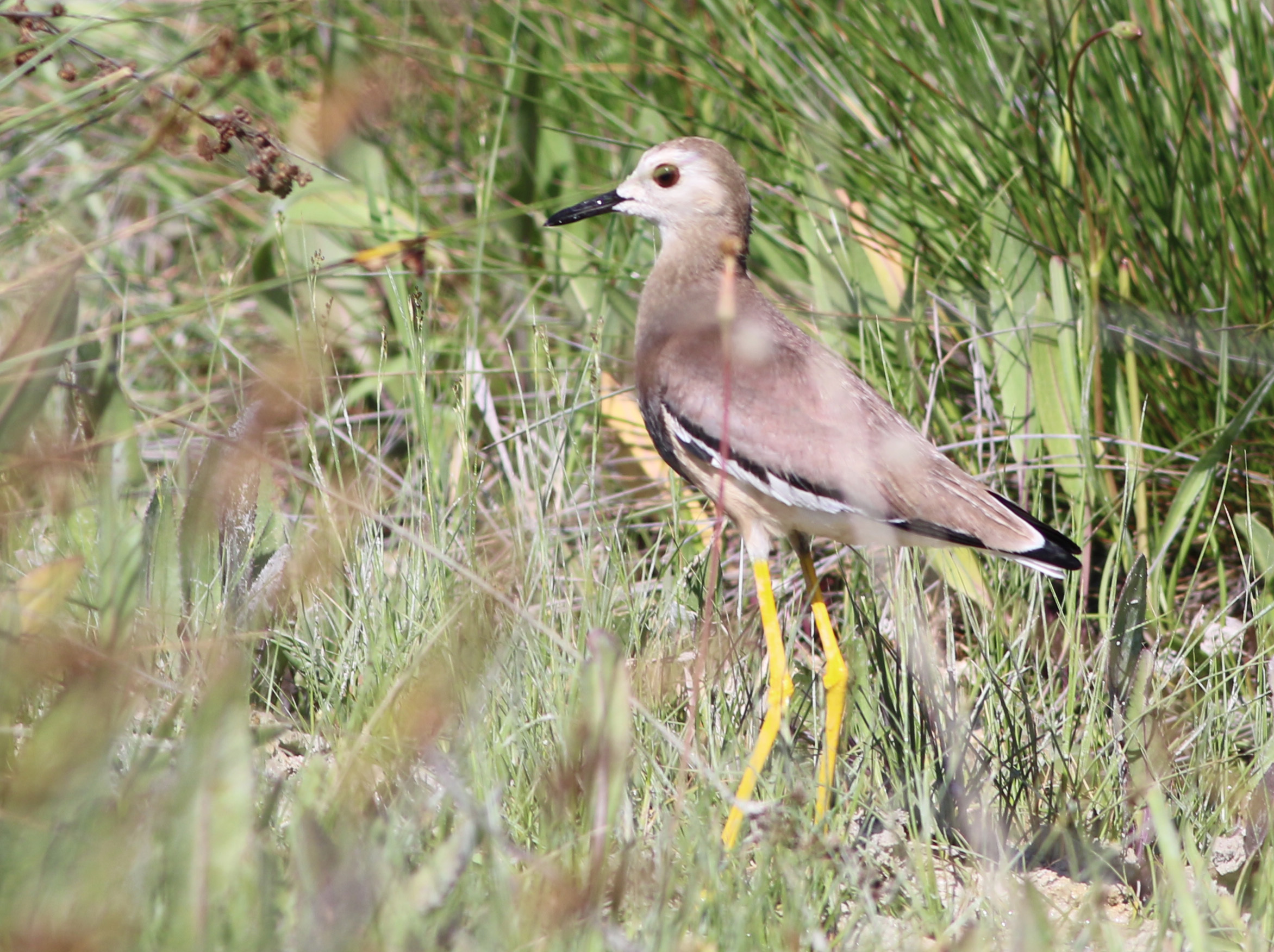 White-tailed Lapwing — Ana fotoğraf